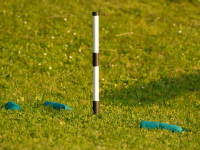 Muntjac Marking Stick